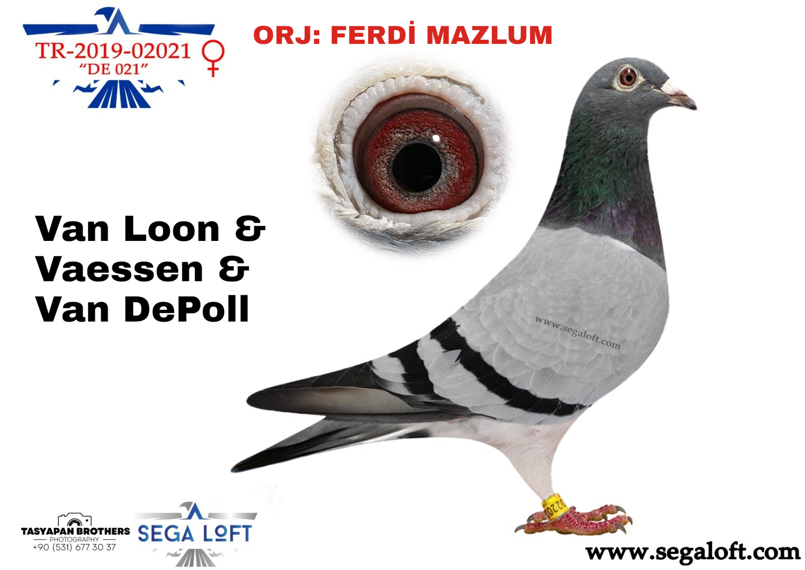 guvercin ihale TR-19-021022