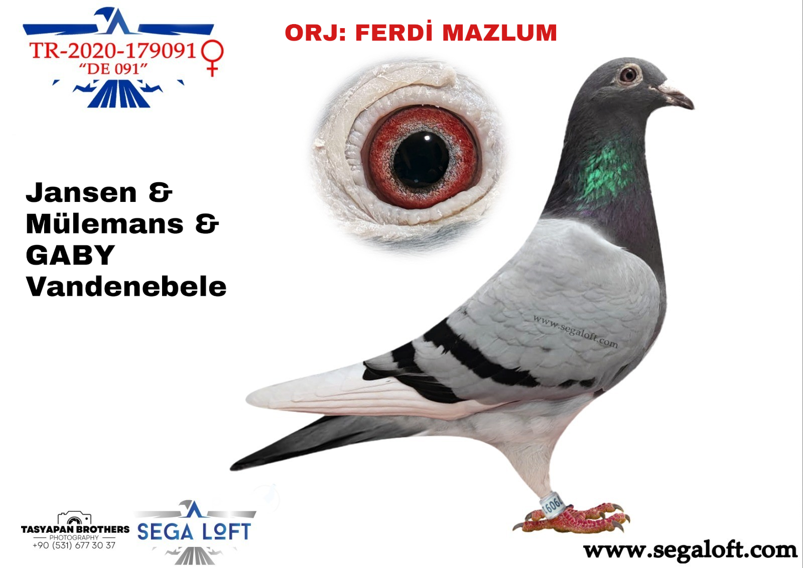 guvercin ihale TR-20-179091