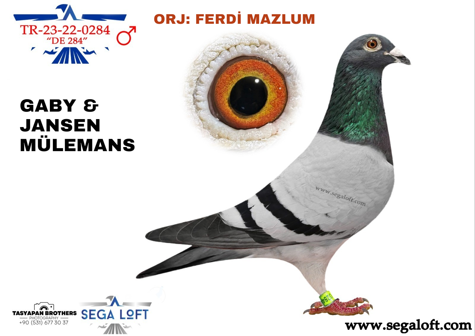 guvercin ihale TR-23-22-0284