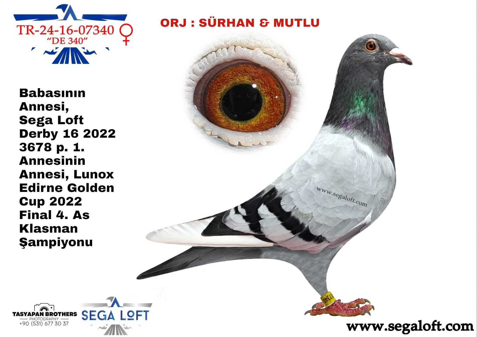 guvercin ihale TR-24-16-07340 MAVİ SAZLI