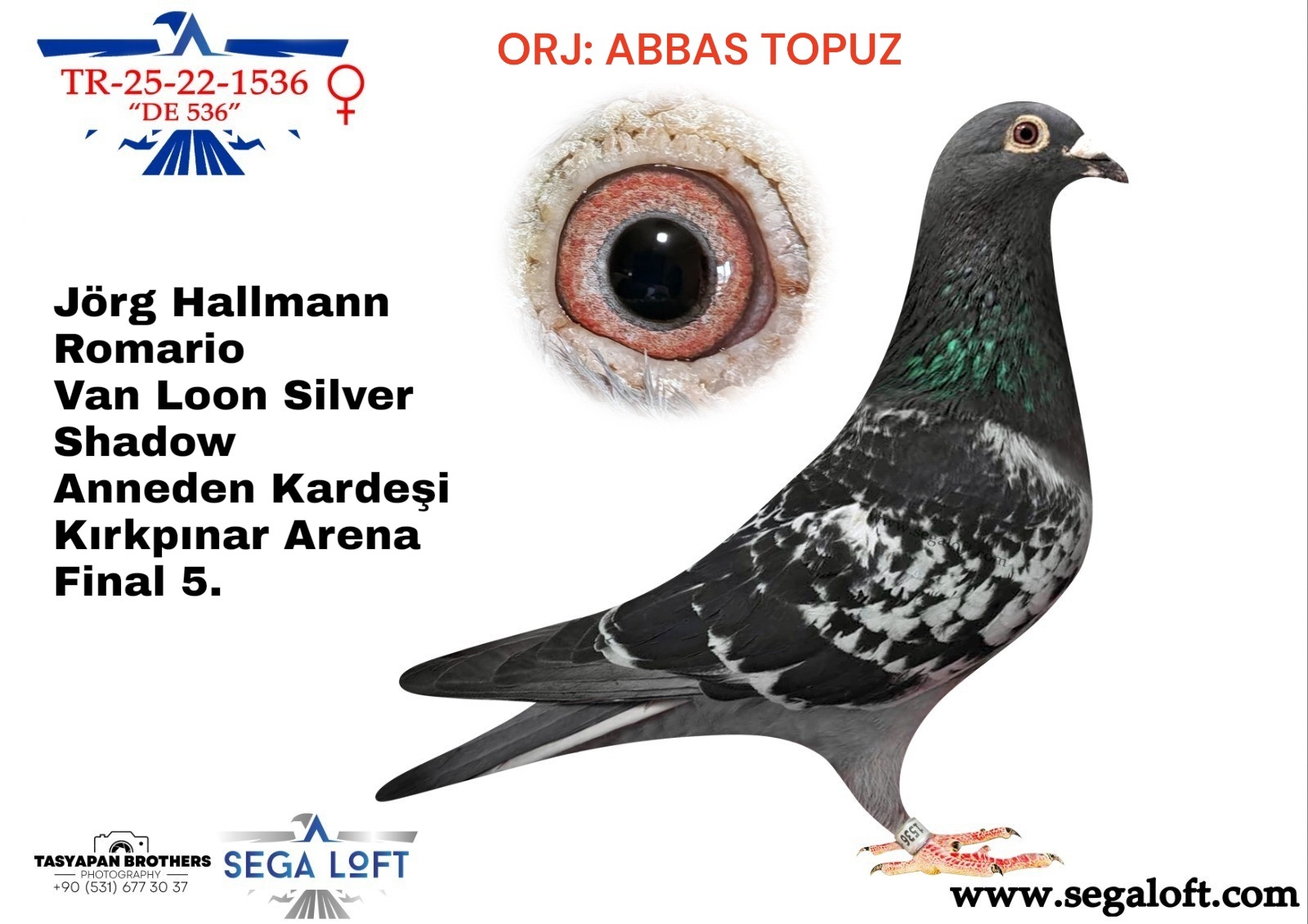guvercin ihale TR-25-22-1536