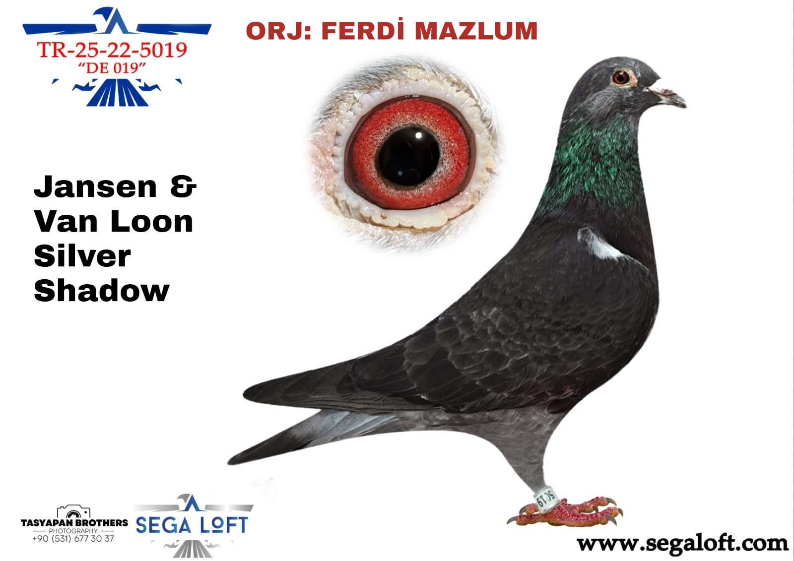 guvercin ihale TR-25-22-5019